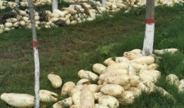 邯郸肥乡新瓜最新爆料,揭秘肥乡特色瓜果新风尚